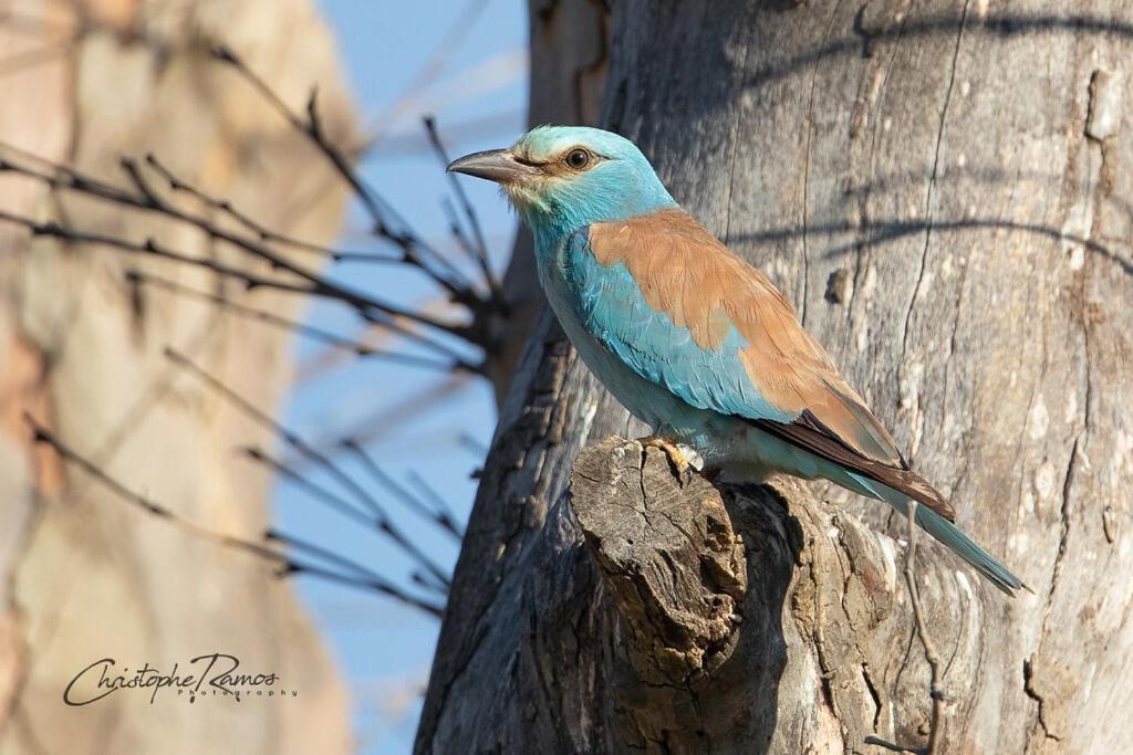 L'Oiseau Bleu Flamant Roubia 외부 사진
